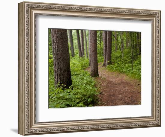 Itasca State Park, Minnesota, USA-Peter Hawkins-Framed Photographic Print