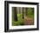 Itasca State Park, Minnesota, USA-Peter Hawkins-Framed Photographic Print