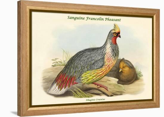 Ithaginis Cruentus - Sanguine Francolin Pheasant-John Gould-Framed Stretched Canvas