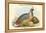 Ithaginis Cruentus - Sanguine Francolin Pheasant-John Gould-Framed Stretched Canvas