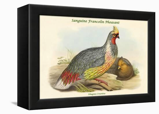 Ithaginis Cruentus - Sanguine Francolin Pheasant-John Gould-Framed Stretched Canvas