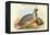 Ithaginis Cruentus - Sanguine Francolin Pheasant-John Gould-Framed Stretched Canvas