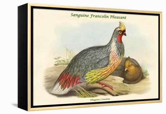 Ithaginis Cruentus - Sanguine Francolin Pheasant-John Gould-Framed Stretched Canvas