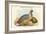 Ithaginis Cruentus - Sanguine Francolin Pheasant-John Gould-Framed Art Print