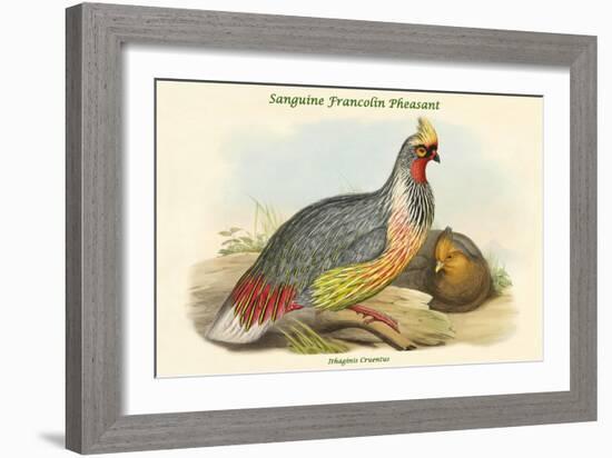 Ithaginis Cruentus - Sanguine Francolin Pheasant-John Gould-Framed Art Print