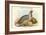 Ithaginis Cruentus - Sanguine Francolin Pheasant-John Gould-Framed Art Print