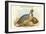 Ithaginis Cruentus - Sanguine Francolin Pheasant-John Gould-Framed Art Print