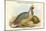 Ithaginis Cruentus - Sanguine Francolin Pheasant-John Gould-Mounted Art Print