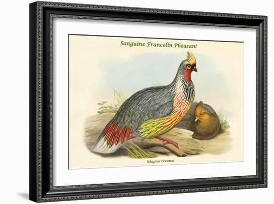 Ithaginis Cruentus - Sanguine Francolin Pheasant-John Gould-Framed Art Print