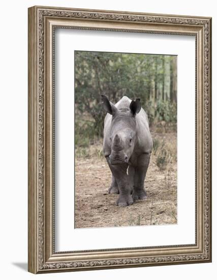 Ithuba, Thula Thula Rhino Orphanage, Kwazulu-Natal-Ann & Steve Toon-Framed Photographic Print