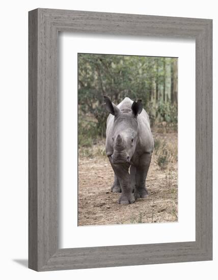 Ithuba, Thula Thula Rhino Orphanage, Kwazulu-Natal-Ann & Steve Toon-Framed Photographic Print