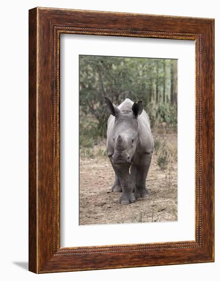 Ithuba, Thula Thula Rhino Orphanage, Kwazulu-Natal-Ann & Steve Toon-Framed Photographic Print
