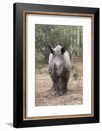 Ithuba, Thula Thula Rhino Orphanage, Kwazulu-Natal-Ann & Steve Toon-Framed Photographic Print