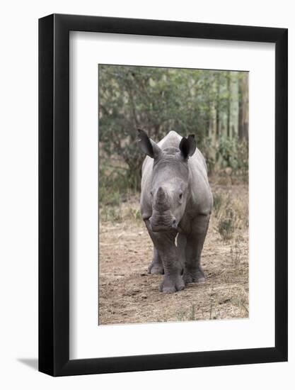 Ithuba, Thula Thula Rhino Orphanage, Kwazulu-Natal-Ann & Steve Toon-Framed Photographic Print