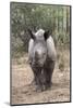 Ithuba, Thula Thula Rhino Orphanage, Kwazulu-Natal-Ann & Steve Toon-Mounted Photographic Print