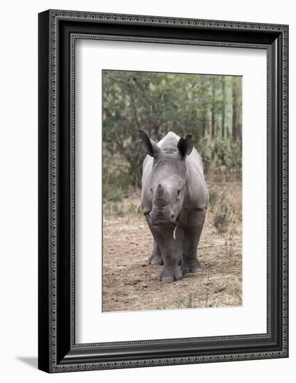 Ithuba, Thula Thula Rhino Orphanage, Kwazulu-Natal-Ann & Steve Toon-Framed Photographic Print