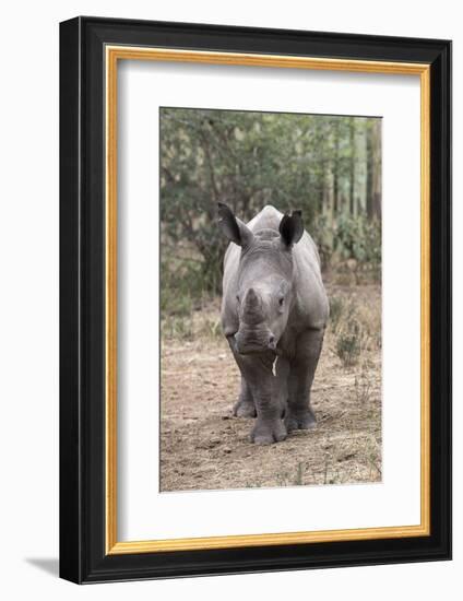 Ithuba, Thula Thula Rhino Orphanage, Kwazulu-Natal-Ann & Steve Toon-Framed Photographic Print