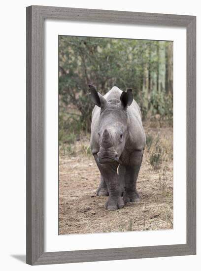 Ithuba, Thula Thula Rhino Orphanage, Kwazulu-Natal-Ann & Steve Toon-Framed Photographic Print