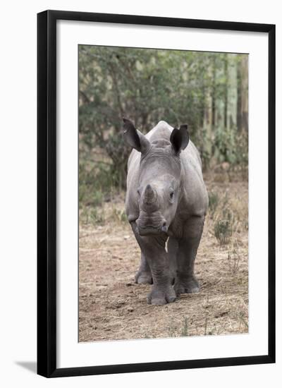 Ithuba, Thula Thula Rhino Orphanage, Kwazulu-Natal-Ann & Steve Toon-Framed Photographic Print