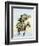 Itinerant Preacher Riding a Mule from Settlement to Settlement-null-Framed Giclee Print