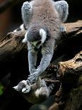 Japan Animal Lemur-Itsuo Inouye-Framed Premium Photographic Print