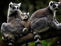Japan Animal Lemur-Itsuo Inouye-Premium Photographic Print