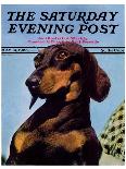 "Dachshund," Saturday Evening Post Cover, May 14, 1938-Ivan Dmitri-Giclee Print