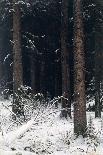 Spruce Forest in Winter, 1884-Ivan Ivanovitch Shishkin-Giclee Print