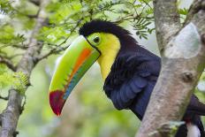 Keel-Billed Toucan (Ramphastos Sulfuratus), Limon, Costa Rica.-Ivan Kuzmin-Photographic Print