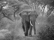 Loxodonta Africana, Lake Manyara National Park, Tanzania-Ivan Vdovin-Photographic Print