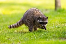 Raccoon at Stanley Park, Vancouver, British Columbia-Ivan_Yim-Premium Photographic Print