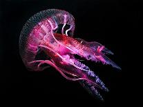 Jellyfish 3-IvanaOK-Laminated Photographic Print