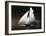 Iverna Yacht at Full Sail, c.1895-null-Framed Art Print