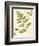 Ivies and Ferns I-Lisa Audit-Framed Art Print