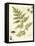 Ivies and Ferns I-Lisa Audit-Framed Stretched Canvas