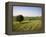 Ivinghoe Beacon from the Ridgeway Path, Chiltern Hills, Buckinghamshire, England-David Hughes-Framed Premier Image Canvas