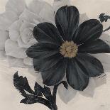 Blossom and Succulent Black-Ivo Stoyanov-Art Print