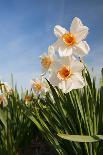 Daffodils-Ivonnewierink-Framed Photographic Print