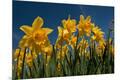 Premium Photographic Print