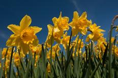 Yellow Daffodils in Front of a Blue Sky-Ivonnewierink-Photographic Print