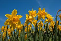 Yellow Daffodils in Front of a Blue Sky-Ivonnewierink-Photographic Print