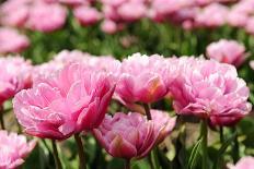 Double Pink Tulips-Ivonnewierink-Photographic Print