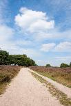 Landscape with Sand Path Purple Heath Fields in Summer-Ivonnewierink-Photographic Print
