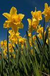 Daffodils in the Fields-Ivonnewierink-Photographic Print