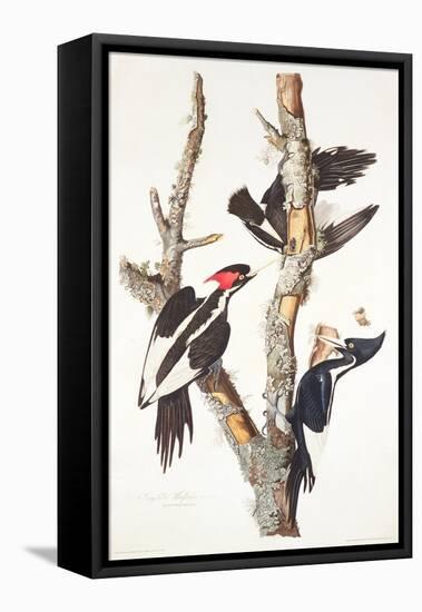 Ivory-Billed Woodpecker, 1829-John James Audubon-Framed Premier Image Canvas