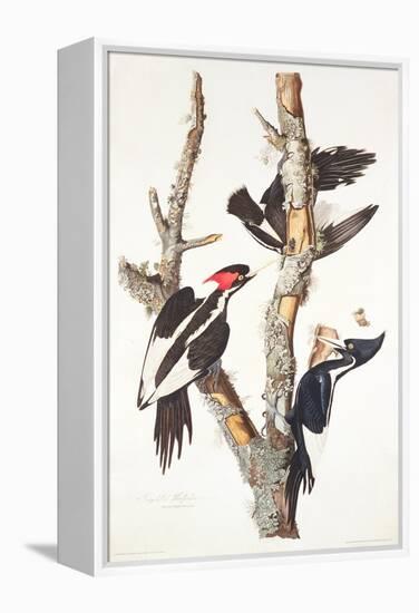Ivory-Billed Woodpecker, 1829-John James Audubon-Framed Premier Image Canvas