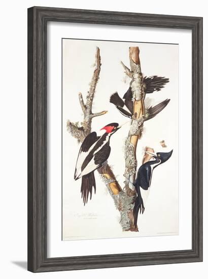 Ivory-Billed Woodpecker, 1829-John James Audubon-Framed Giclee Print