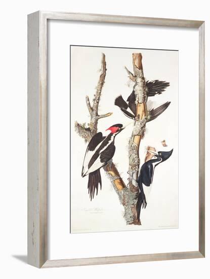 Ivory-Billed Woodpecker, 1829-John James Audubon-Framed Giclee Print