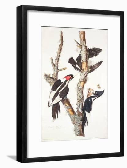 Ivory-Billed Woodpecker, 1829-John James Audubon-Framed Giclee Print