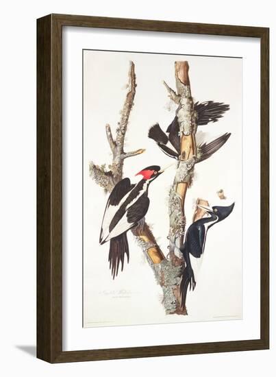 Ivory-Billed Woodpecker, 1829-John James Audubon-Framed Giclee Print